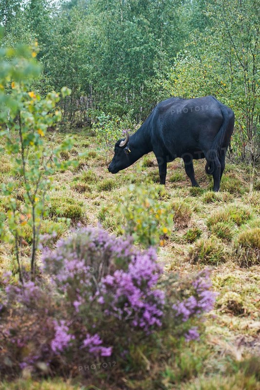 Water buffalo