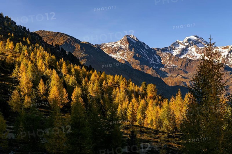 Autumn larch