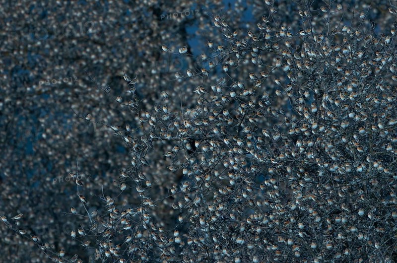 Brambling