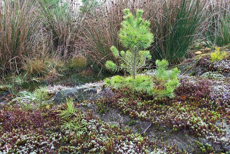 Common haircap moss