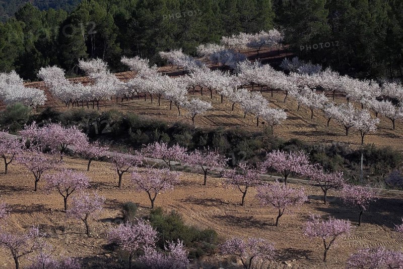 Landscape with flowering almond plantation