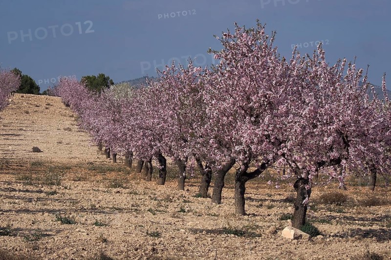 Field with row of flowering almond trees
