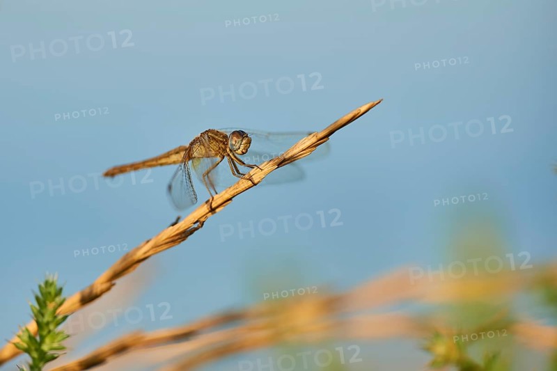 Red-veined darter