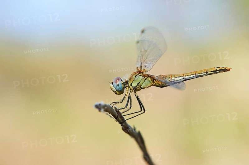 Red-veined darter