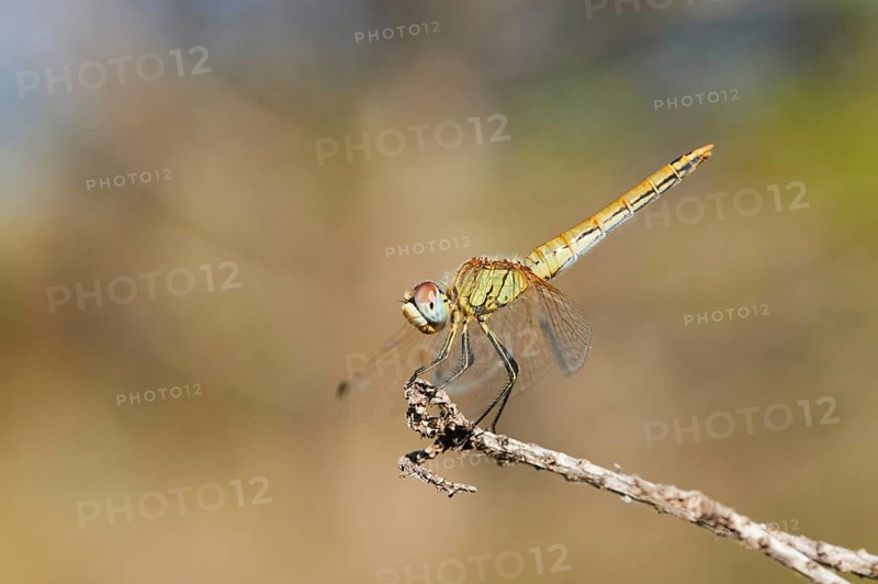 Red-veined darter