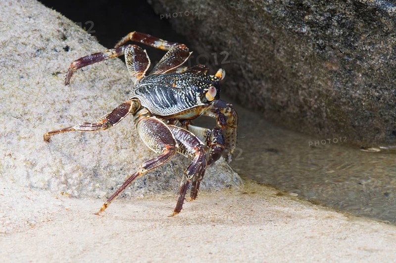 Rock crab