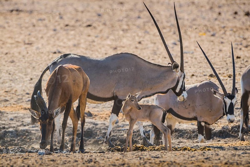 Red hartebeest