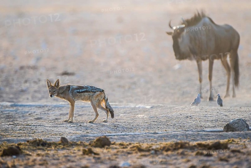 Black-backed jackal