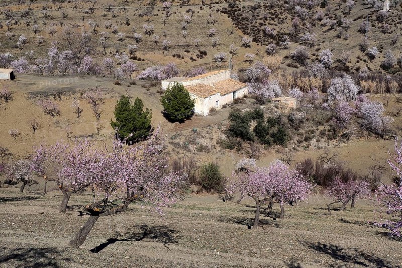 Old country house in flowering almond orchard