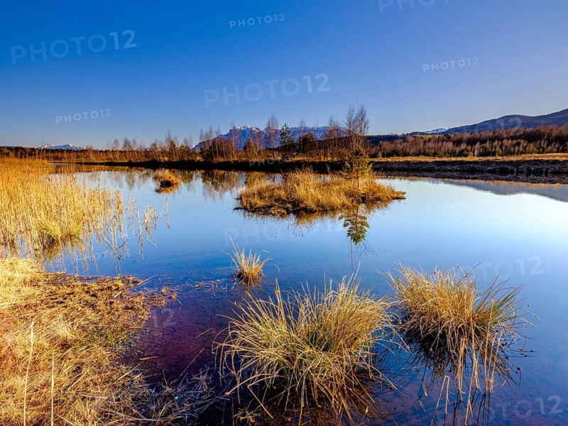 Moor lake in the Ainringer Moor