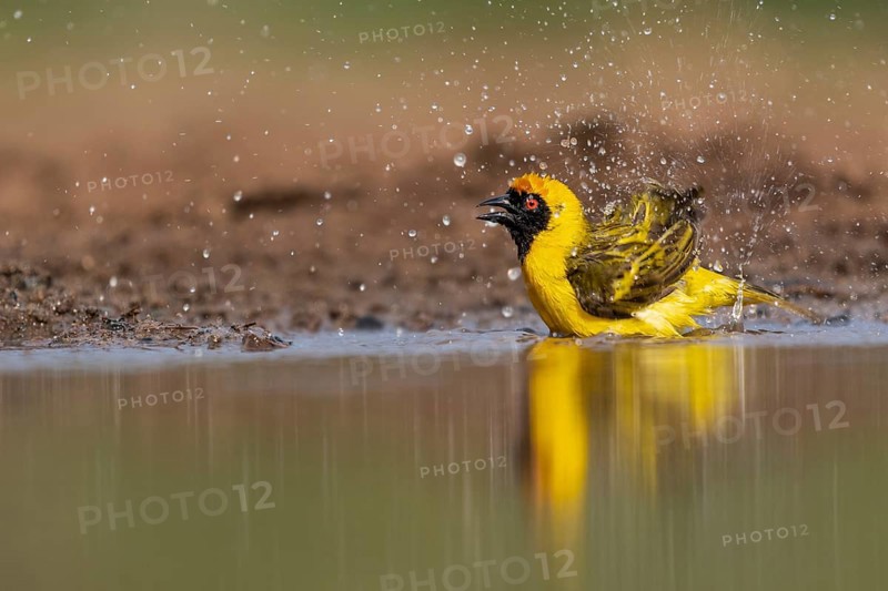 Southern masked weaver