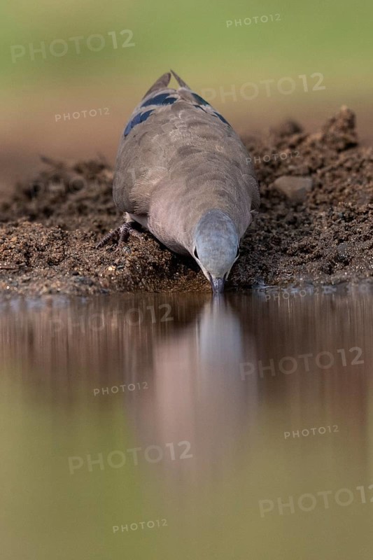 Bronze-spotted dove drinking