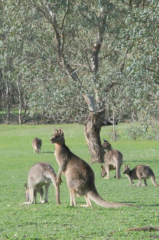 Eastern grey kangaroo