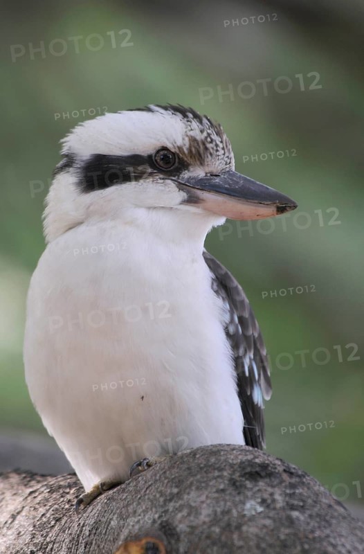 Laughing kookaburra