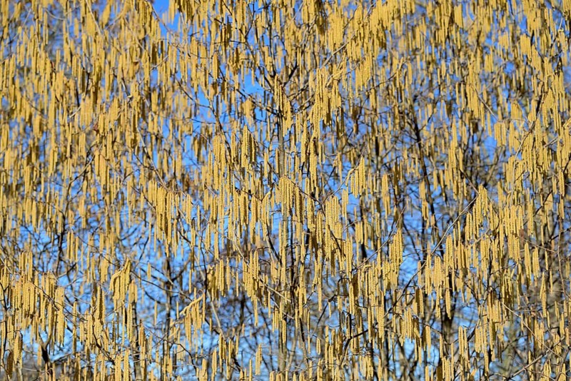 Common hazel