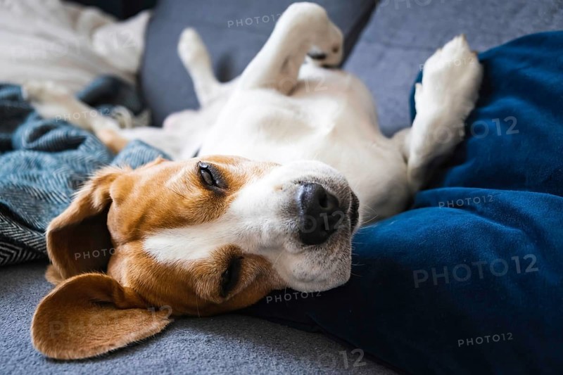 Beagle dog male sleep on a couch on his back