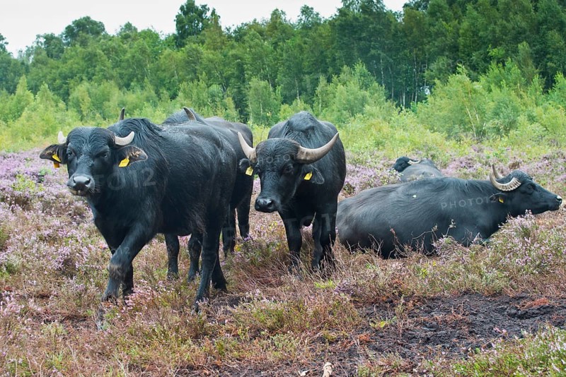 Water buffalo
