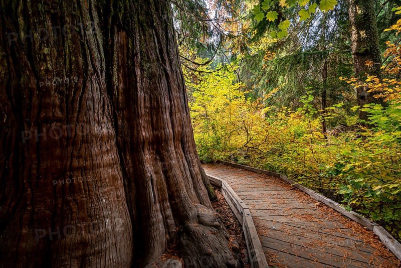 Wooden path around a thick western red cedar
