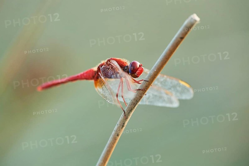 Red-veined darter
