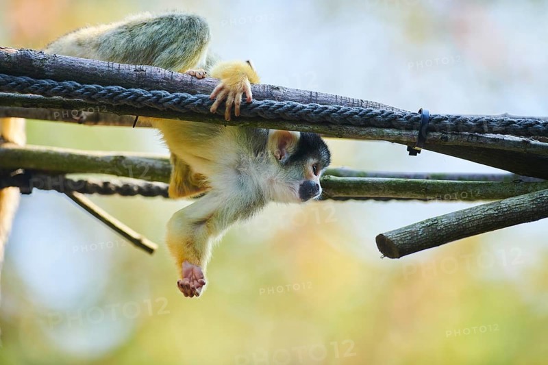 Common squirrel monkey