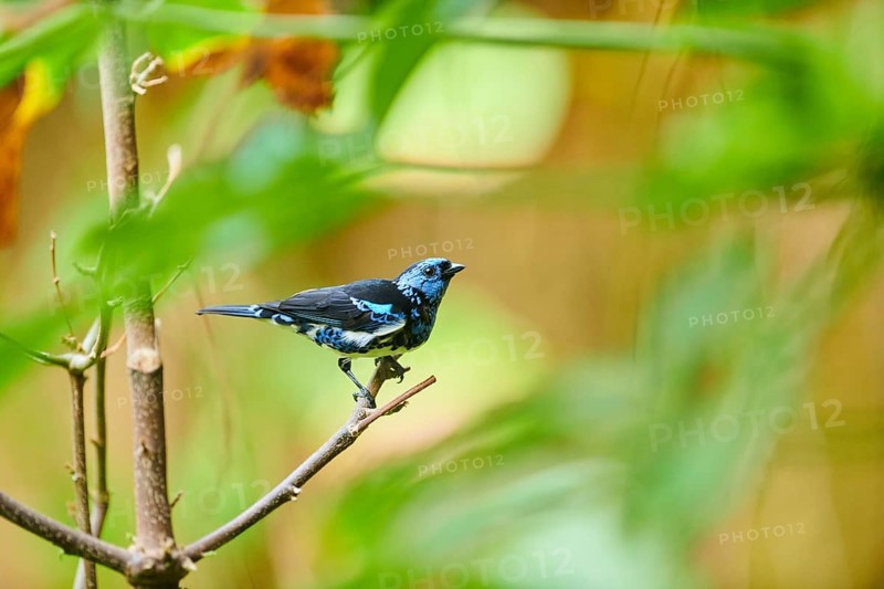 Turquoise tanager