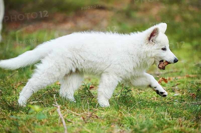 White Swiss Shepherd Dog