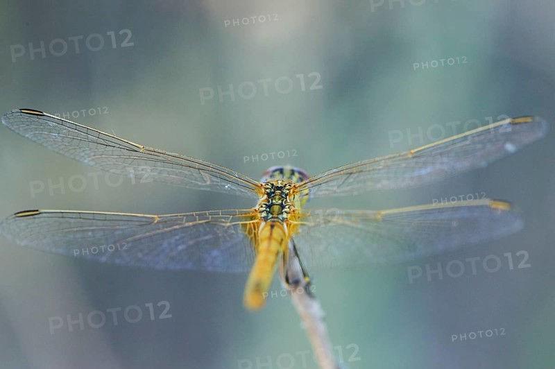 Red-veined darter
