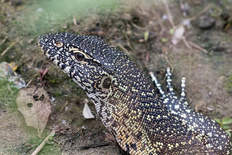 Nile monitor