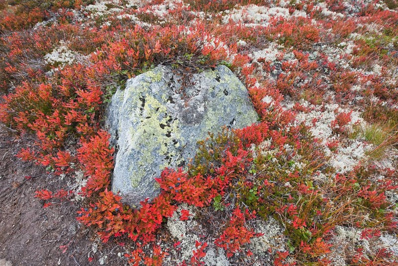 Bog bilberry