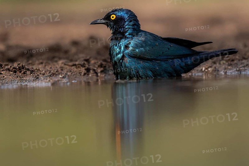 Cape starling