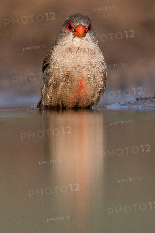 Common waxbill