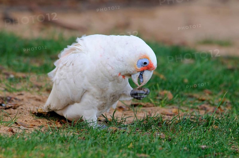 Long-billed corella