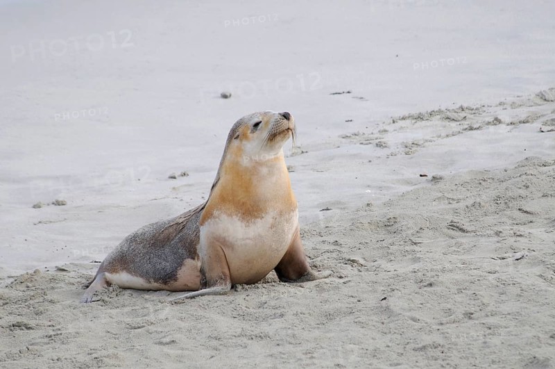 Australian sea lion