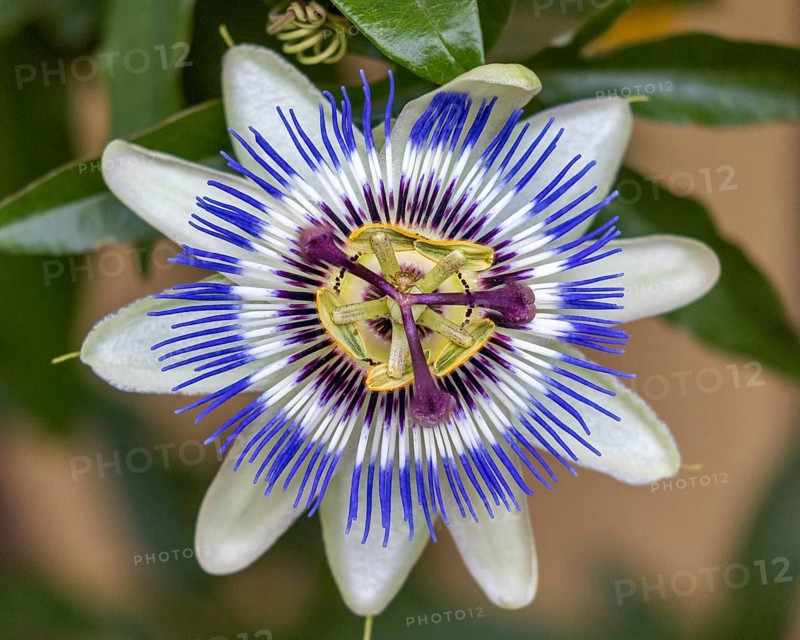 Blue passion flower