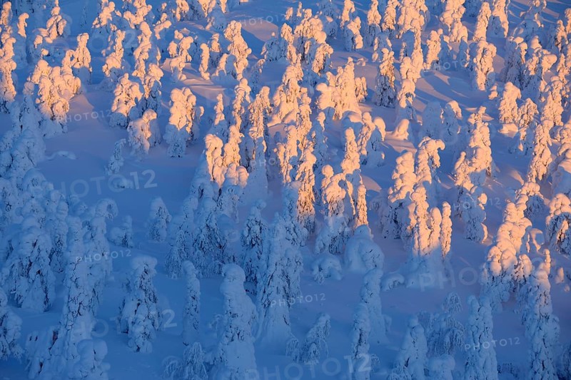 Snow covered trees at sunrise