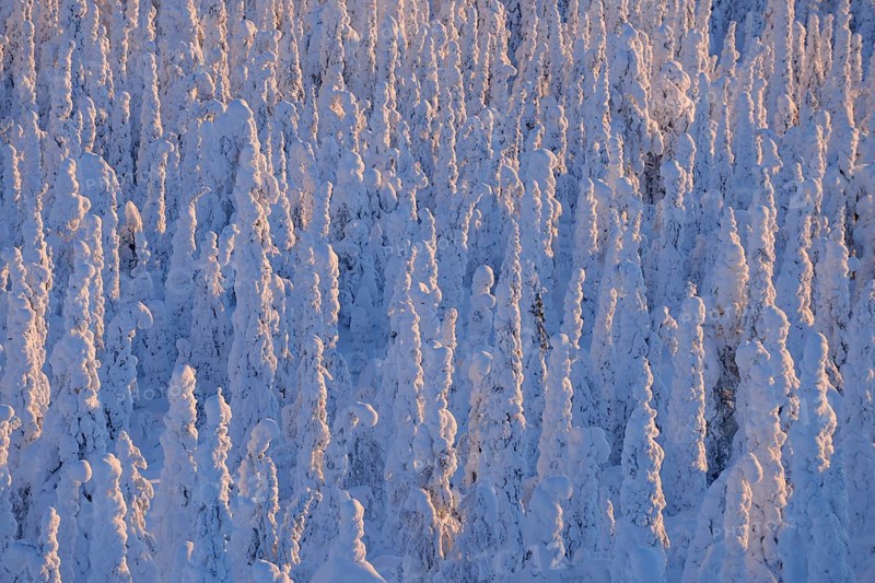 Snow covered trees at sunrise