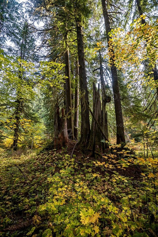 Autumn forest with western red cedar