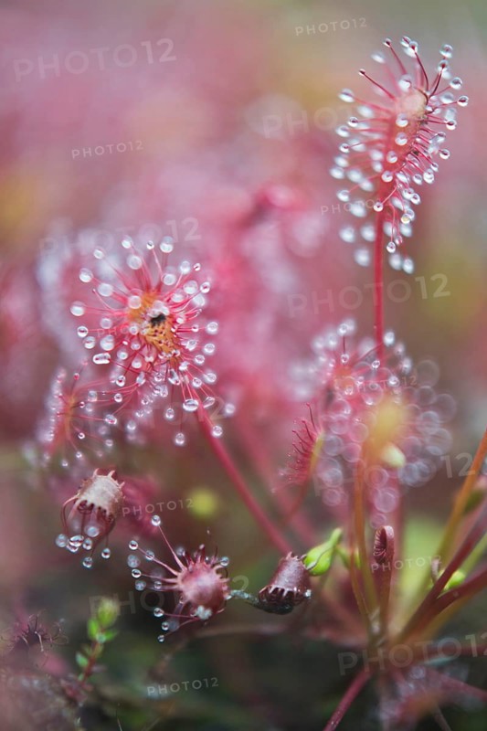 Oblong-leaved sundew