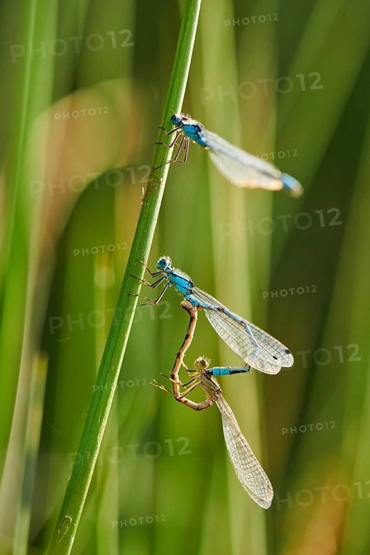 Azure damselfly