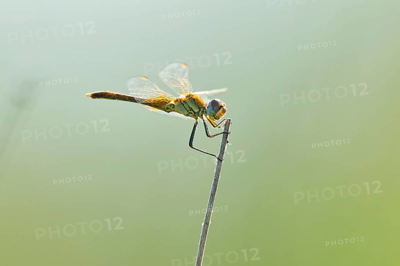 Red-veined darter