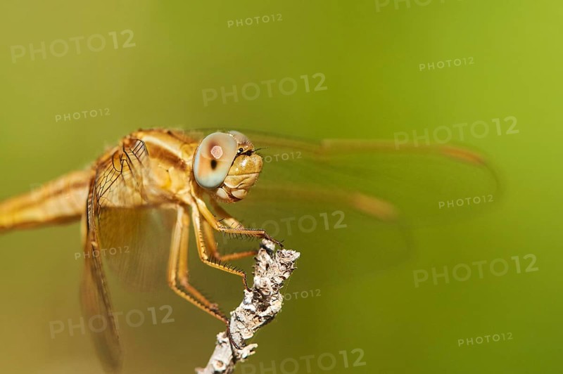 Red-veined darter
