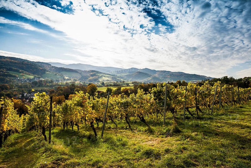 Vineyard in autumn