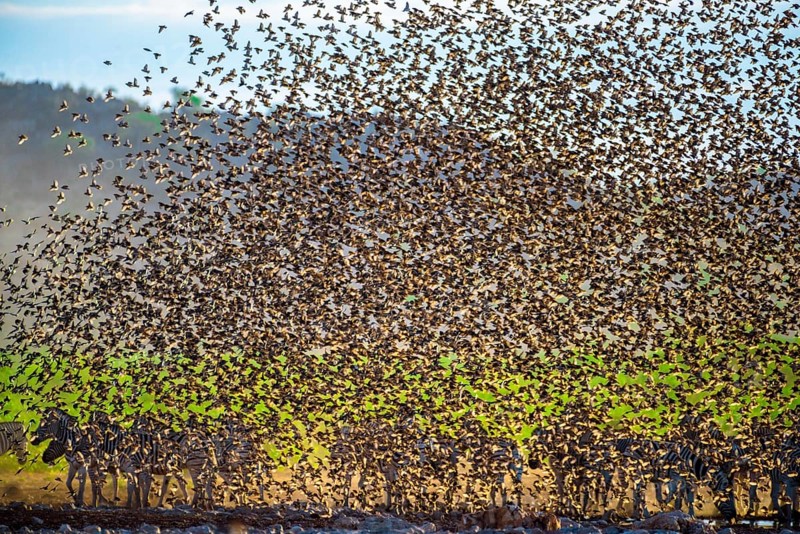 A mega flock of red-billed quelea