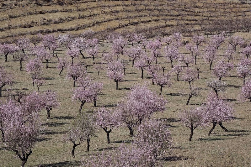 Blooming almond orchard on mountain slope