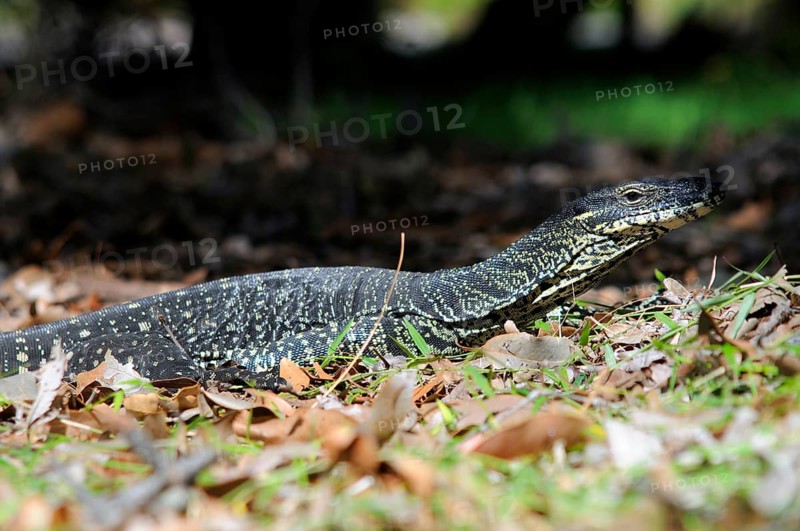 Gould's monitor lizard