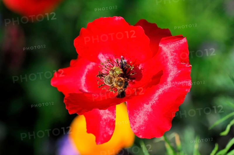 Pink or salmon-coloured flower of corn poppy hybrids