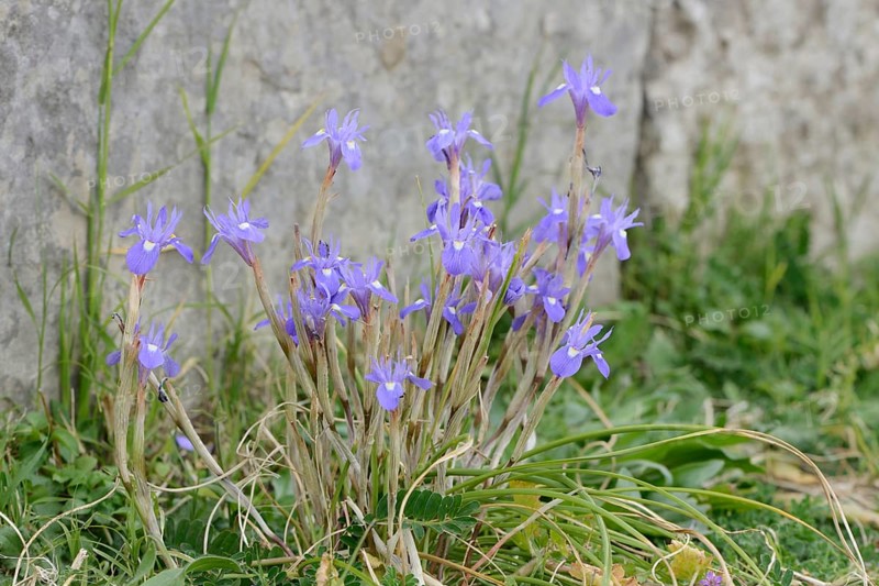 Moraea sisyrinchium