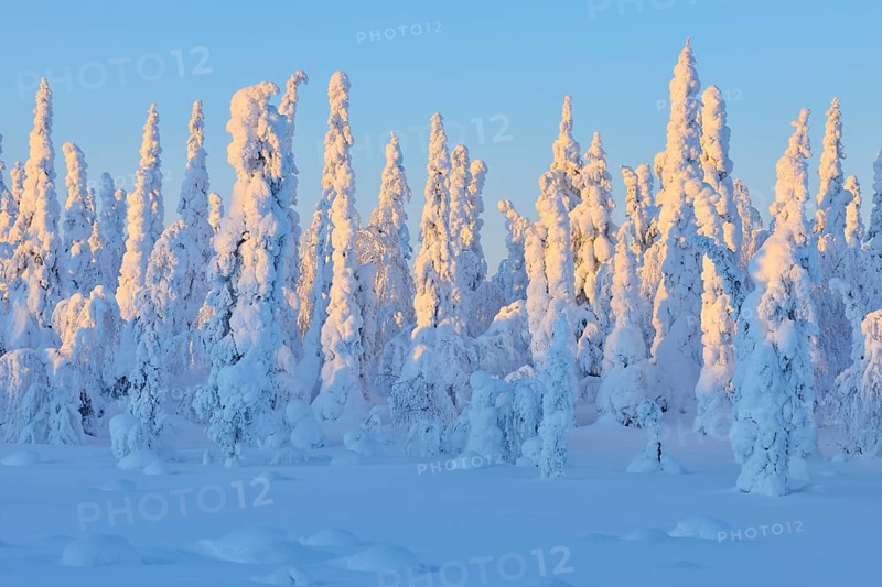 Snow covered winter landscape