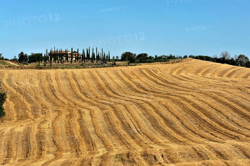 Harvested wheat field