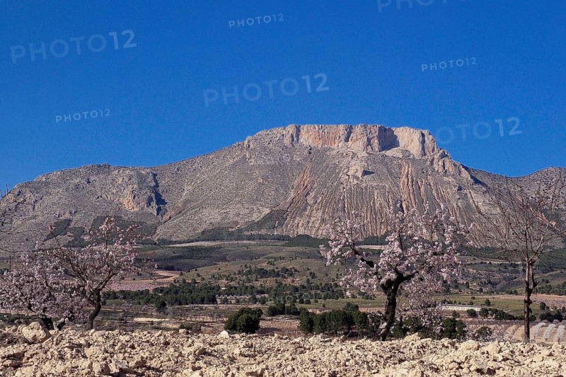 Almond trees in blossom